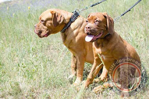 Dogue De Bordeaux Collars UK