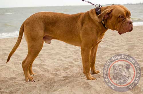 Strong Stuff Dog Collars for Big Mastiff Dogs