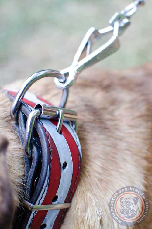 Print Dog Collar for Cane Corso Mastiff