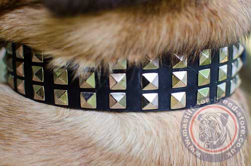 Pyramid Stud Dog Collar