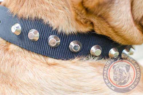 Sparkle Dog Collars for Big Mastiff Dog