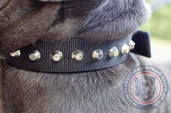 Best Dog Collar Design for Neapolitan Mastiff