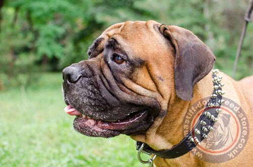 Bullmastiff Collar for Large Dogs