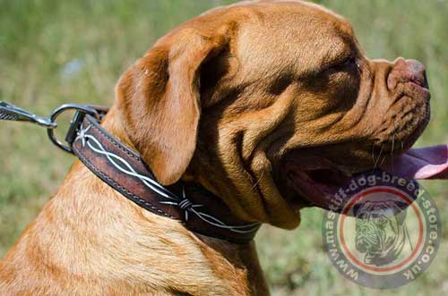 Dogue De Bordeaux Collars UK