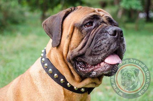 beautiful Dog Collars for Big Dogs