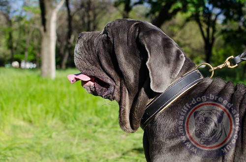 Buy Neapolitan Mastiff Dog Collar