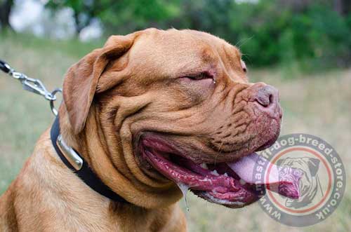 Dogue De Bordeaux Collars with ID Tag