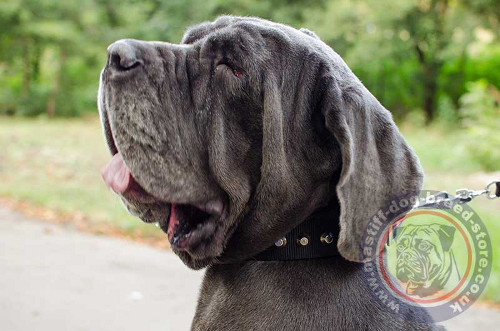 Sparkle Dog Collars for Big Mastiff Dog