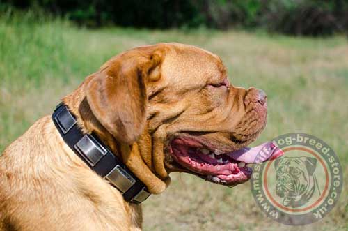 Dogue De Bordeaux Mastiff Collar