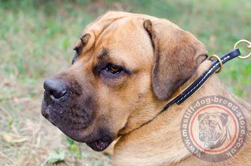 Soft Leather Dog Collar for Italian Mastiff