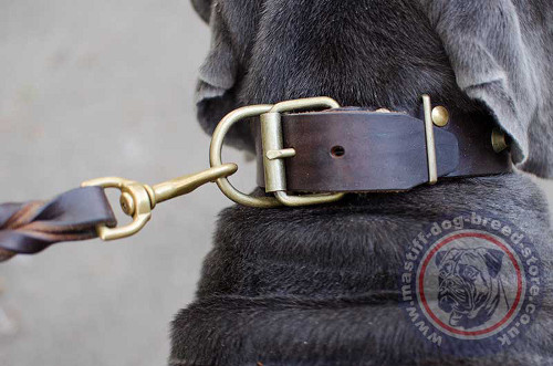 Strong Dog Collar for Neapolitan Mastiff