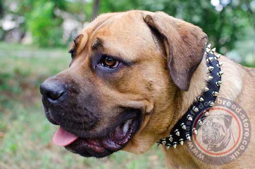 Spiked Dog Collar for Mastiff Cane Corso
