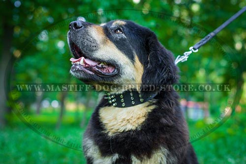 2 inch Wide Dog Collar for Tibetian Mastiff Dog