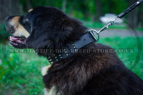 Strong Leather Dog Collar for Mastiff Dogs