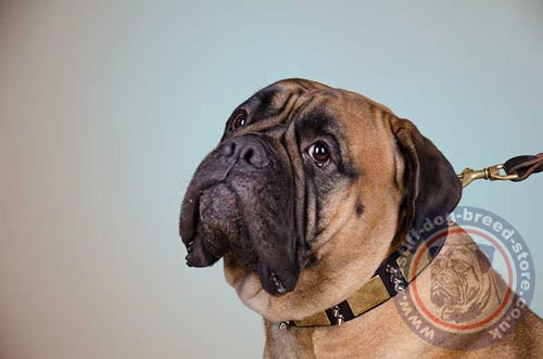 Bullmastiff Collar UK