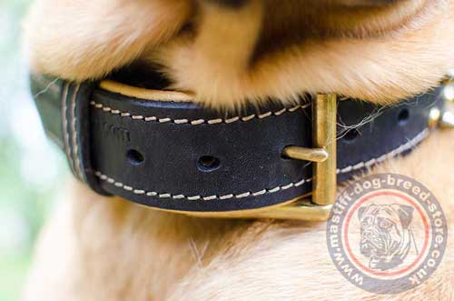 Amazing Dog Collar