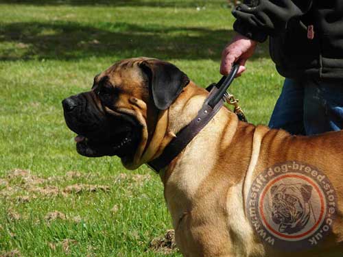 Boerboel Dog Collar with Handle