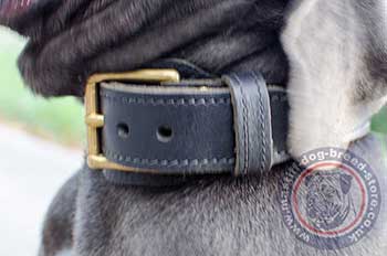 Neapolitan Mastiff Training Dog Collar