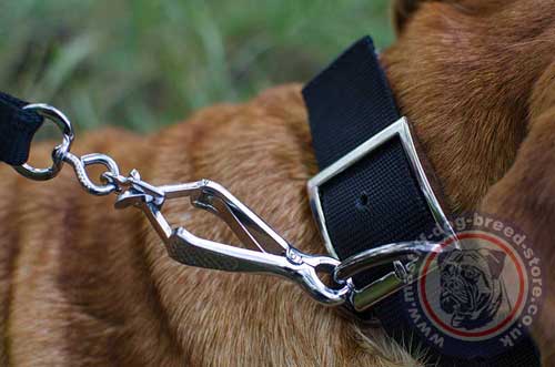 Strong Buckle Dog Collars UK