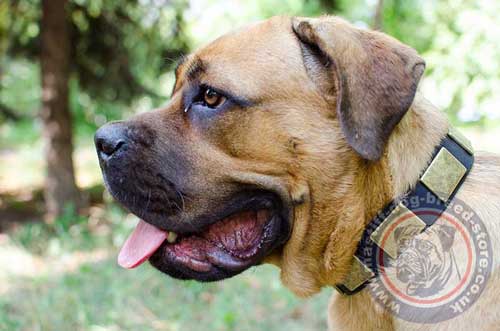 Strong Cane Corso Collar of Genuine Leather