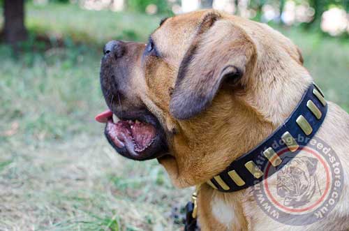 Strong Dog Collar for Large Cane Corso Dog