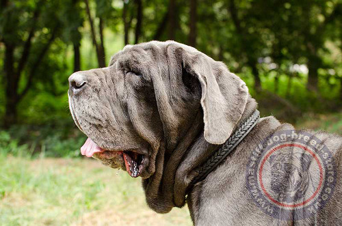 Neapolitan Bull Mastiff Collar