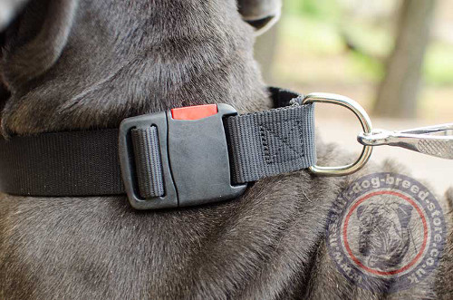 Strong Dog Collar for Mastino Napoletano