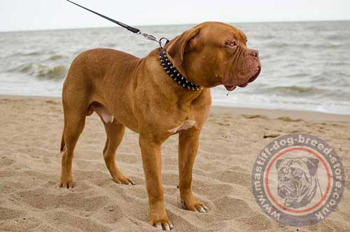 Cool Dog Collar for Mastiff Breeds