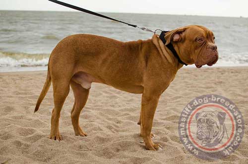 Dogue De Bordeaux Dog Collars with Plastic Buckle