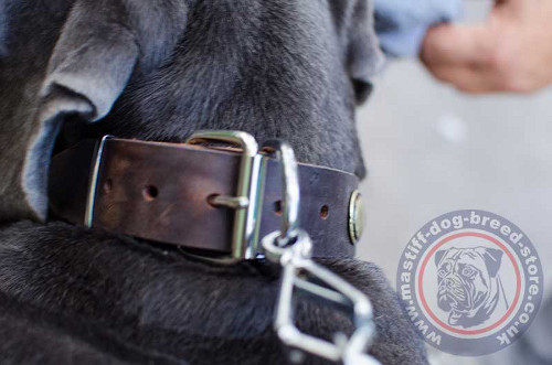 Italian Mastiff Dog Leather Collars