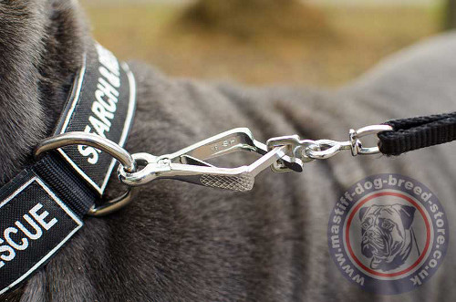 Nylon Dog Collar for Neapolitan Mastiff