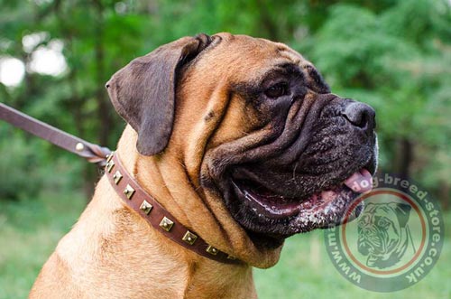 Bullmastiff Leather Dog Collar