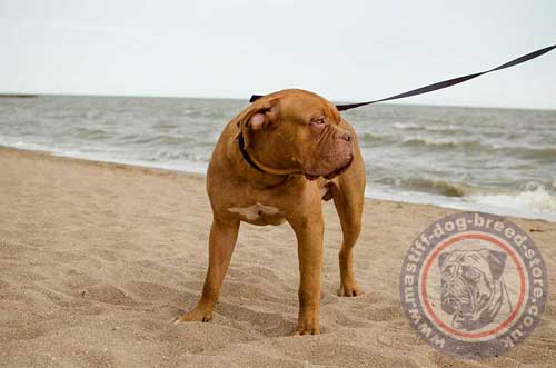 French Mastiff Dog Collars with Buckle