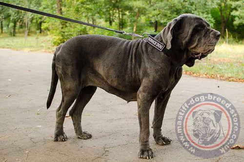 Neapolitan Mastiff Collar UK