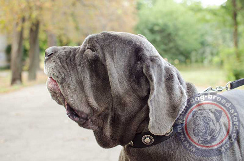Nylon Dog Collar for Neapolitan Mastiff