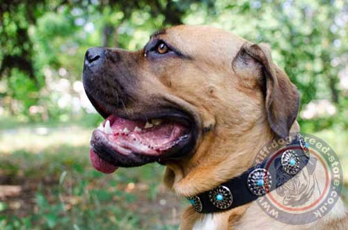 Strong Vintage Dog Collar of Genuine Leather with Amazing Decoration