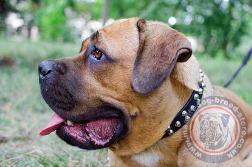 Cane Corso Leather Dog Collar