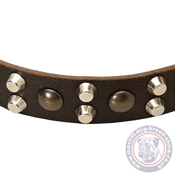 Neapolitan Mastiff Dog Collar