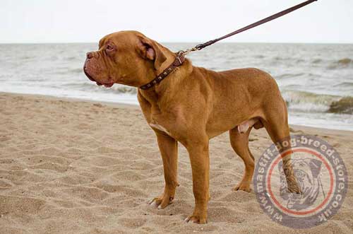 Studded Leather Collar for Dog De Bordeaux