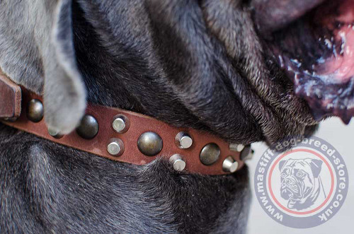 Dog Collar Design
