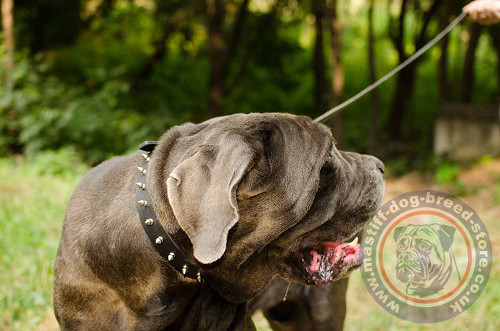 Strong Dog Collars for Neapolitan Bull Mastiff