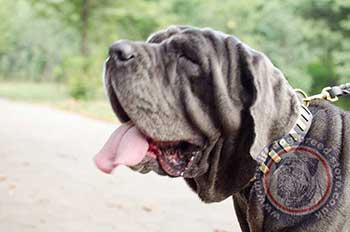 Handmade Dog Collar for Neapolitan Mastiff