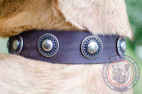 Stylish Dog Collar for Cane Corso Dog