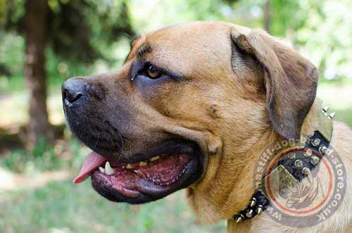 Stylish Dog Collar for Cane Corso Mastiff