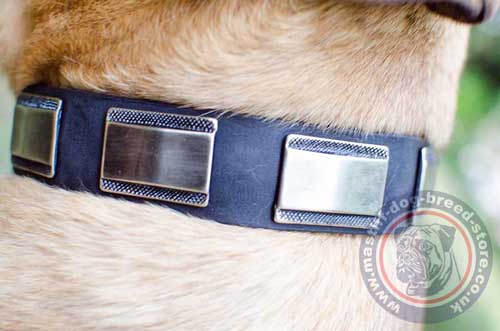 Stylish Dog Collar for Cane Corso Walking in Public