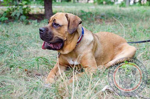 Stylish Dog Collar of Genuine Leather