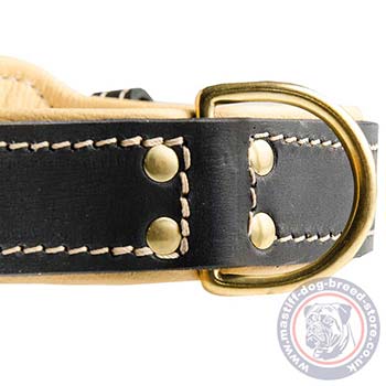 Neapolitan Mastiff Padded Leather Dog Collar