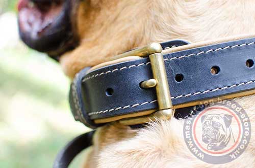 Handmade Leather Dog Collar for Cane Corso for Sale