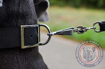 Best Dog Collar Design