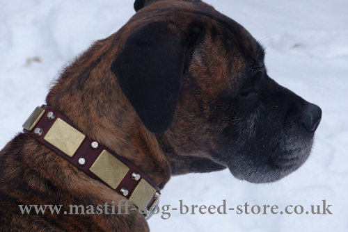 Buy Boerboel Collars UK